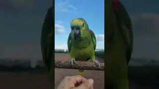 Bonding with my feathered friends 💕 #bonding #talkingparot #parrots #birds #pets
