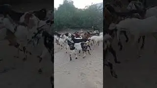 #viralvideo #goat crowd of goats