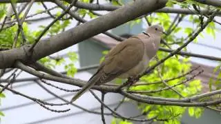 African collared-dove. Lafayette, Colorado, May 26, 2015. Video by &copy; Ted Floyd.