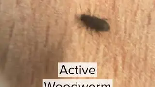 Active Woodworm Infestation