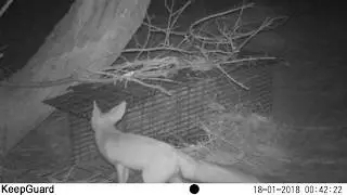 Rueppell&rsquo;s fox (Vulpes rueppellii) inspecting cage trap - I