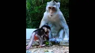 Cute baby monkey ANA 2022