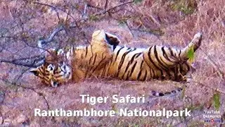 Indien im Ranthambore National Park auf Tiger Safari. Dschungel Safari Indien Wildlife Safari