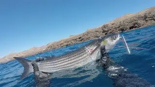 Pescasub (spearfishing) Lanzarote, Canarias. Bicudas, gran lisa, sargo y salmonetes, 23 Junio 2022.