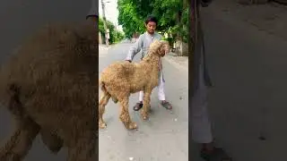 #aboutpets06 #shoq #happybakraeid #animalphotos #bakraeidspacial