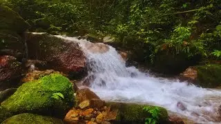 Why Everyone Uses This River Flow & Birdsong to Relax – Deep Sleep & Meditation White Noise