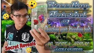 #How To Choose Your Breeding Pair #Betta Breeding Part 1 #Betta Selection