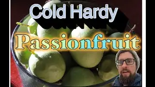 Discover Cold Hardy Passionfruit