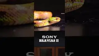 SONY BRAVIA 8 II vs S95F vs G5 vs A95L VALUE ELECTRONICS