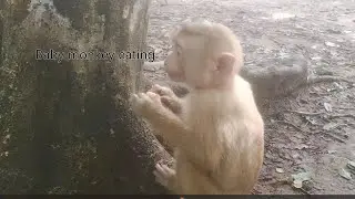 Baby Monkey eats Cake