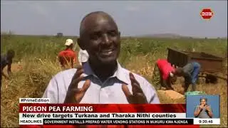 Farmers in Makueni embrace pigeon pea farming