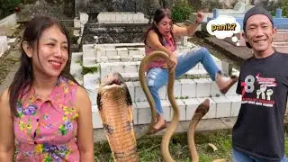 TIBA-TIBA DITELPON! Ular KING COBRA MUNCUL di Belakang Rumah warga! #kingcobraindonesia #snake