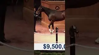 that's so much money🤑| ~horse edit~ #horse #equestrian #edit #fyp #horseedits #money