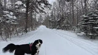 Winter walk with my Bernese Mountain Dog | Valley View | Nova Scotia, Canada 🇨🇦 #dogs #explore