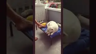 Naptime for Betty White