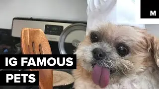 The Cutest, Most Instagram-Famous Pets of the Internet