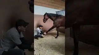 Equi Global Therapy : Osteopathy session's under Magnetic hypnosis ☯️✨☯️✨ / @Ifrene_Hippiater 