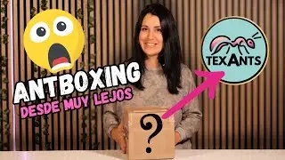 UNBOXING hormiguero de madera de TEXANTS para mis hormigas carpinteras ❤️‍🔥 Campononotus Habereri.
