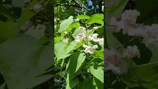 Катальпа бигнониевидная цветёт.  Потрясающее волшебное дерево.