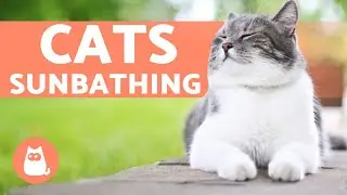 Why Does My Cat SUNBATHE? 😻☀️ (3 Benefits of Sunlight)