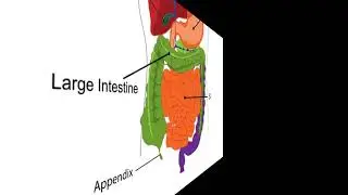 appendix pain symptoms in hindi