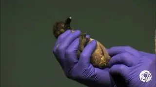 First Penguin Chick on Exhibit