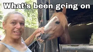 Let&rsquo;s have a catch up - Saddle issues, Blackfort equestrian and a lot of money being spent 