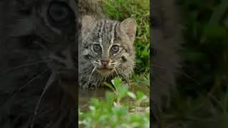 The Fascinating Fishing Cats