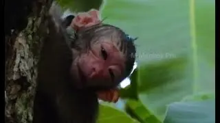 Hot News, Congratz, Monkey Princess Giving Birth Today, Welcome To The World