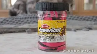 Rainbow Trout on Power Bait Aniseed, Aka (Licorice)