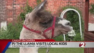 PJ the LLama visits Auglaize Co. library