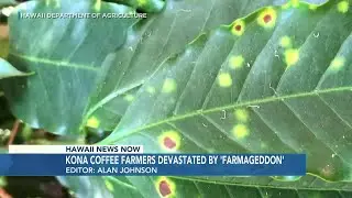 &lsquo;Perfect storm&rsquo; of drought and infestations leave Kona coffee farms reeling