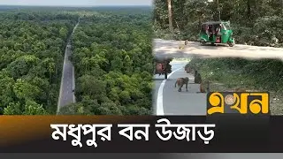 বনের ধ্বংসে মহাসড়কে খাবারের খোঁজে বানরসহ বন্যপ্রাণী | Madhupur National Park | Tangail News | Ekhon