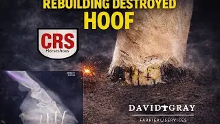 Rebuilding destroyed hoof wall￼