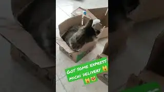 got some incredible cat delivery on boxes so fun #shorts