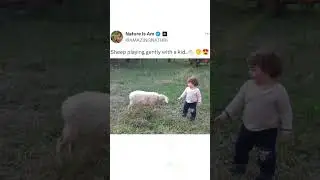Baby And Sheep Playing Together 🥰 #cute #fun