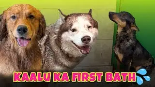 Kaalu ko zabardasti Nehla hi diya 🫣😄💦 @THEHIMALAYANHUSKY
