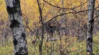 called in a moose without tags. wishing we had some when we saw him.