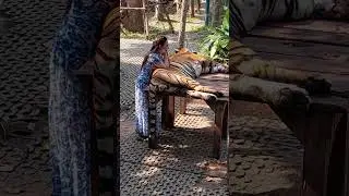 tiger with girl | Self-confessed girl | the traveling girl | Brave girl