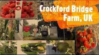 Fruit and Veg Picking at Crockford Bridge Farm, Surrey, UK