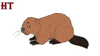 How to Draw a Beaver easy for Beginners