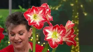 Roberta's Jumbo Amaryllis Bulb with Holiday Tin on QVC