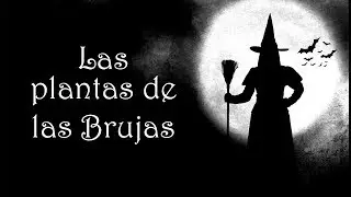 Las Plantas de las Brujas: Mandr&aacute;gora, Bele&ntilde;o, Belladona | Ung&uuml;ento de brujas | Mar Alvarez