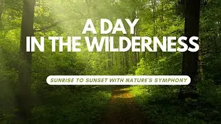 A Day in the Wilderness: Sunrise to Sunset with Nature's Symphony