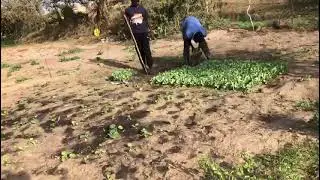 Queen Sheba Agriculture Farms @Mboro