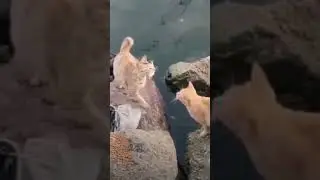 Cat's Fishing and #viraltrend #comedyworld #ganpativiral
