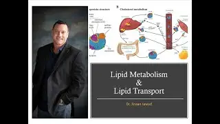 What Is Lipid Metabolism?