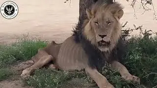 Mapogo et Notch : Les Alliances Légendaires des Lions dans la Savane Sauvage #Documentaireanimalier