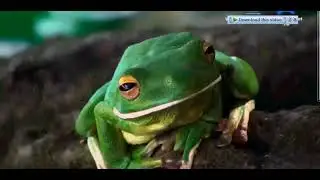 frog video