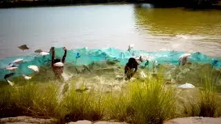 Big Size IMC Fish Harvesting | Star Fish Farm